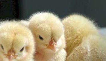 鸡养殖户育雏前要做哪些准备工作（育雏鸡注意事项）