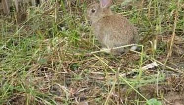 杂交野兔养殖技术 杂交野兔养殖技术视频