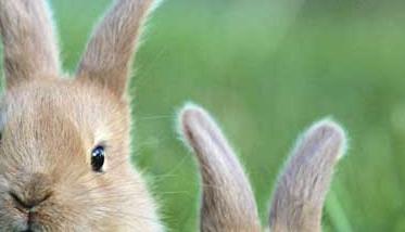 肉兔的养殖成本及经济效益分析（养殖一只肉兔的利润是多少）