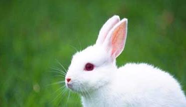 兔子养殖的市场前景分析 兔子的养殖和市场前景