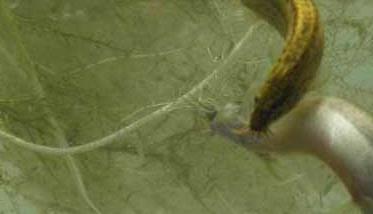 台湾泥鳅的成长速度为什么很快 台湾泥鳅的成长速度为什么很快呀