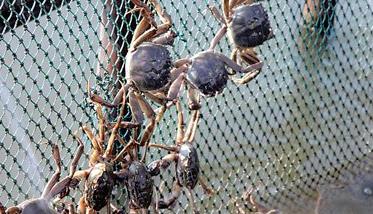 螃蟹常见的养殖方式有哪些 养殖螃蟹的最有效的方法