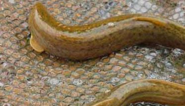 泥鳅常见疾病的防治技术 泥鳅的病害及其防治
