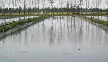 泥鳅养殖池的建造方法 泥鳅养殖池的建造方法泥鳅养殖厂能否养羊