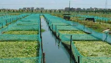 泥鳅养殖池的选择方法 池养泥鳅怎样养法