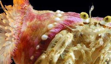 寄居蟹如何与海葵共生 海葵和寄居蟹的关系