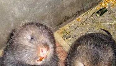 新手养殖竹鼠应该注意些什么 新手养殖竹鼠应该注意些什么问题