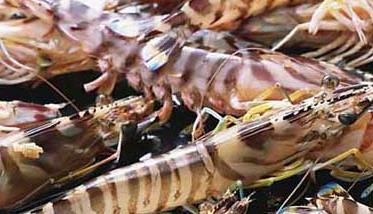 虾的营养价值 虾的营养价值及功效虾的做法