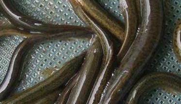 泥鳅的催产技术 泥鳅的人工催产及人工授精
