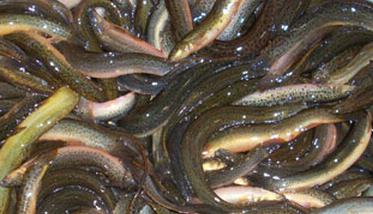 泥鳅的营养价值和功效 泥鳅的营养价值和功效做法