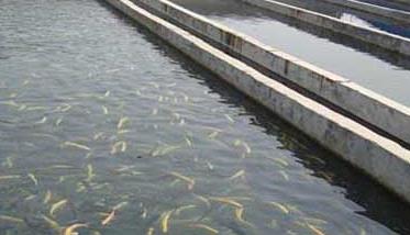 淡水鱼混合养殖成功模式举例（淡水鱼混养比例）