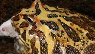 角蛙的生长发育（角蛙的生长周期）