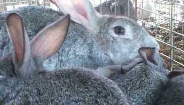 兔粪的利用及处理方法 最简单的兔子粪粪腐熟方法