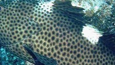 青石斑鱼养殖－青石斑鱼图片 青斑鱼和石斑鱼图片