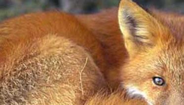 狐狸疾病防治技术 狐狸病了怎么办