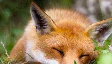 狐狸的生活习性（狐狸的生活特征和生活方式）