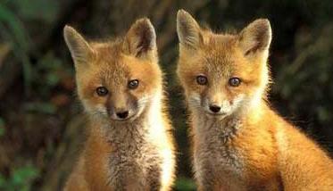 狐狸养殖－狐狸图片（养殖的狐狸图片）