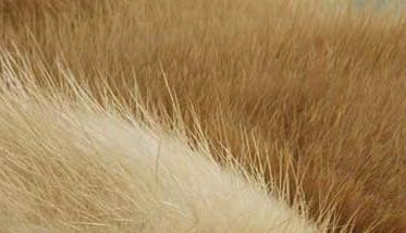 水貂皮的鉴别和保养方法 水貂皮如何保养
