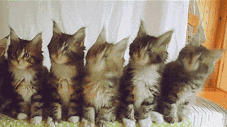 抖音一排猫咪点头gif原图 抖音5只猫摇头蹦迪gif表情包大全免费分享[多图]图片1