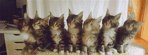 抖音一排猫咪点头gif原图 抖音5只猫摇头蹦迪gif表情包大全免费分享[多图]图片2