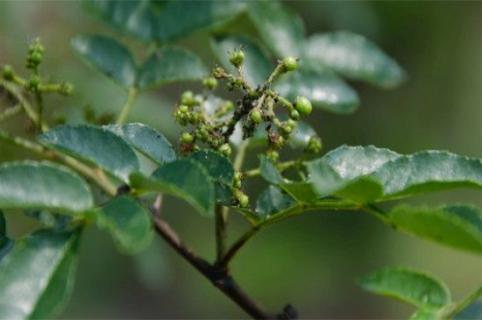 帝王花长虫了怎么办，详解4种虫害救治方法