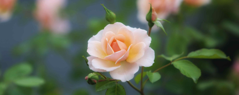 欧月玫瑰的养殖方法和注意事项 欧月玫瑰一年开几次花