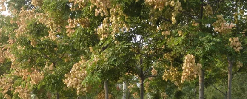冬天的常绿树和落叶树有哪些 冬季落叶夏季常绿的树有哪些