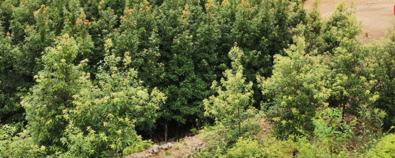 金丝楠木生长周期 金丝楠木树生长周期