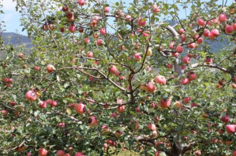 苹果树秋季修剪方法