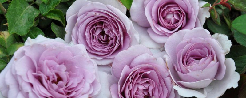 欧月玫瑰花怎样养 欧月玫瑰的养殖方法和注意事项