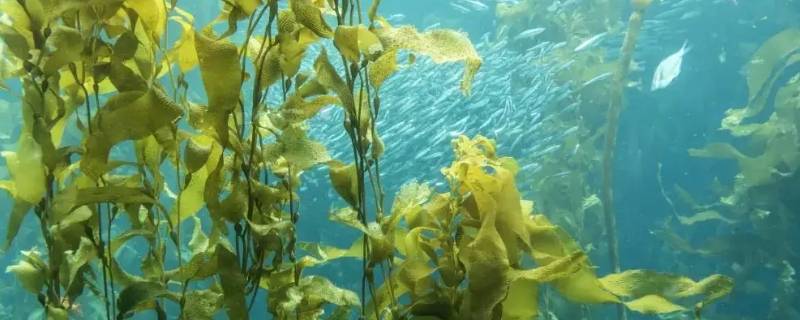海藻是动物还是植物啊 海藻是海洋植物吗