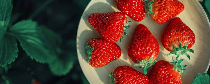 草莓一年四季都有吗 草莓园一年四季都有草莓吗?