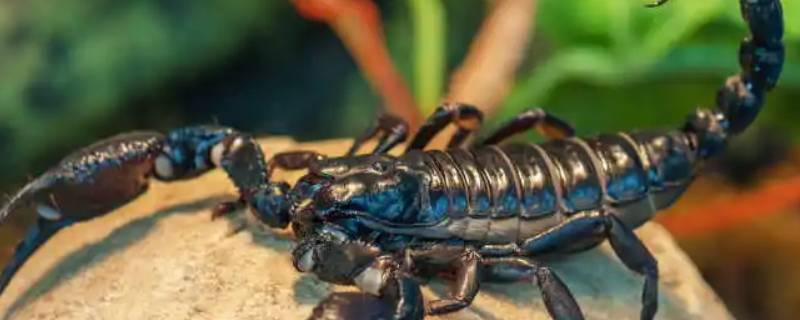 蝎子吃什么东西 蝎子吃什么东西才可以成活