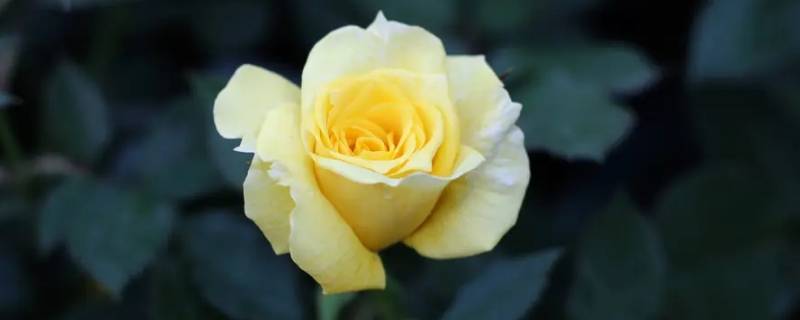 黄色玫瑰代表什么（黄色玫瑰代表什么花语）