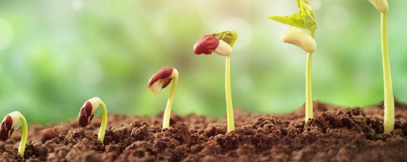 土壤是陆地表面能够生长植物的什么东西
