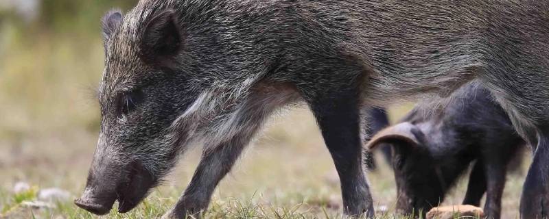 为什么野猪是保护动物 野猪凭什么是保护动物