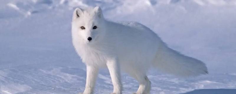 白狐属于国家几级保护动物（白狐狸是国家几级保护动物）