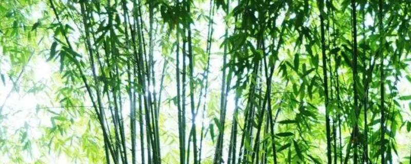 竹子的寿命一般多长（竹子的生长期有多长）