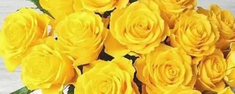 七朵黄玫瑰代表什么意思 7朵黄色玫瑰什么意思