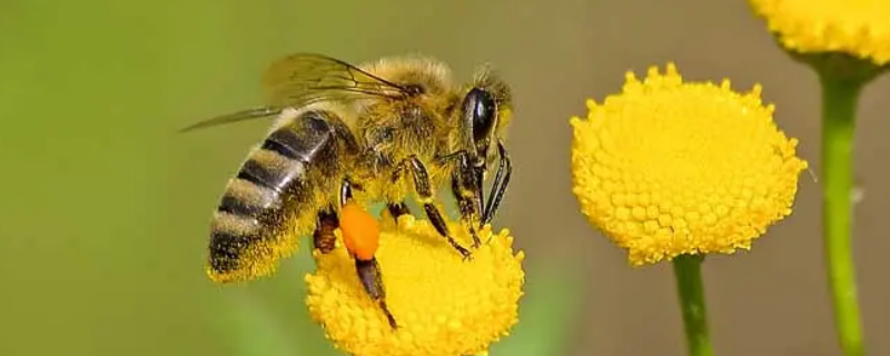 蜜蜂是什么动物 蜜蜂是什么动物门