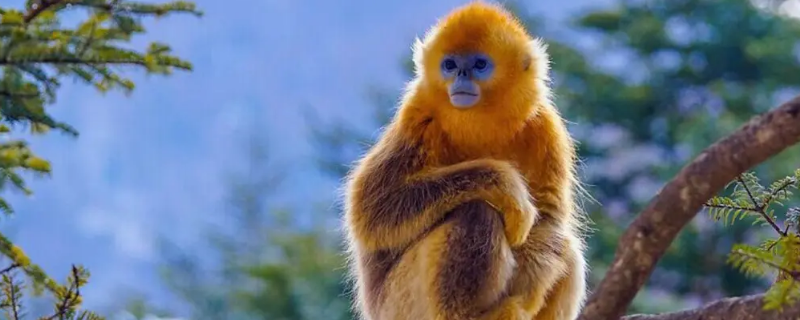 金丝猴为什么比别的猴子温顺（金丝猴是脾气最温顺的猴子嘛）