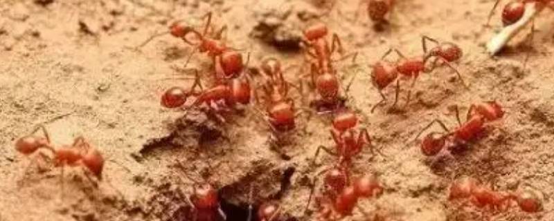红火蚁别名 什么叫红火蚁