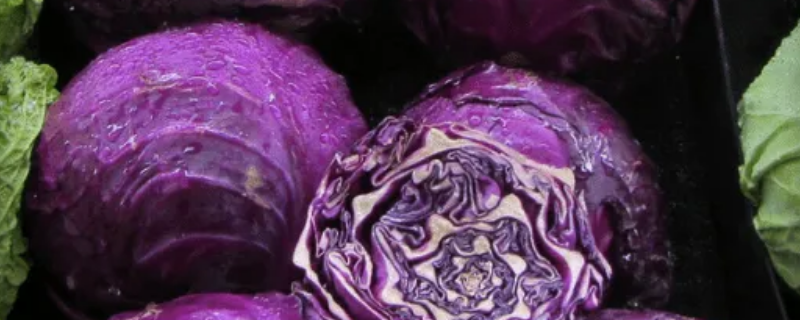 紫色的包菜叫什么（紫色的包菜叫什么名字）