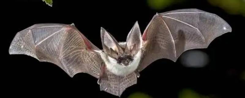蝙蝠的天敌是什么动物（吸血蝙蝠的天敌是什么动物）