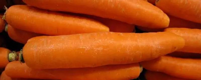 胡萝卜和萝卜的区别（胡萝卜和红萝卜的区别和功效）