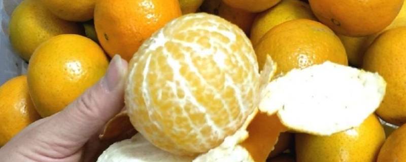 特别大的那种橘子叫什么 大大的橘子像什么