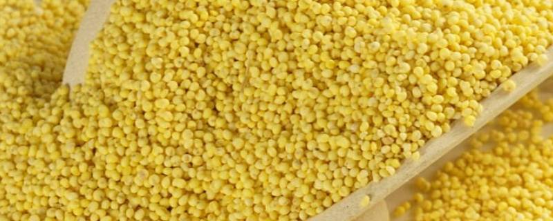 大黄米和小黄米有什么区别 大黄米和小黄米有什么区别长什么样