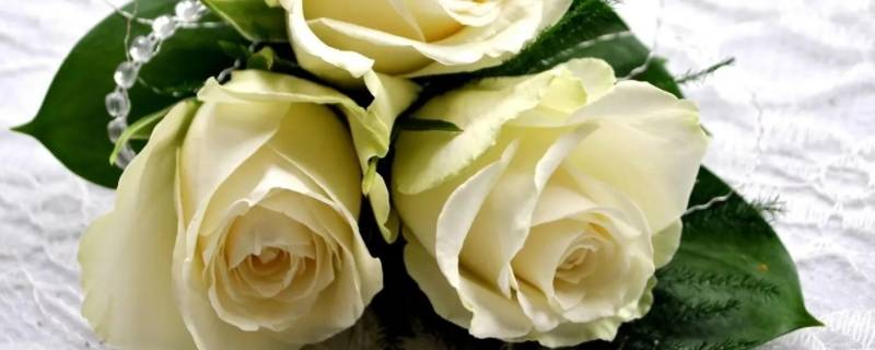 七朵白玫瑰花代表什么意思（白玫瑰7朵代表什么）
