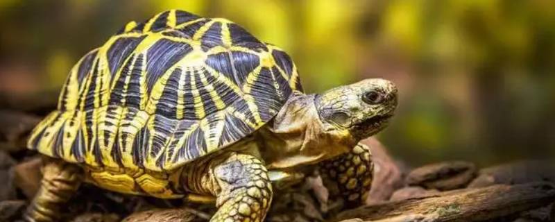 乌龟的祖先是什么（乌龟的祖先是什么恐龙?）