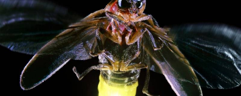 萤火虫依靠发光细胞中的什么来发光（萤火虫依靠发光细胞中的什么来发光这种反应的）